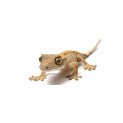 GECKO CRESTADO (Correlophus ciliatus)