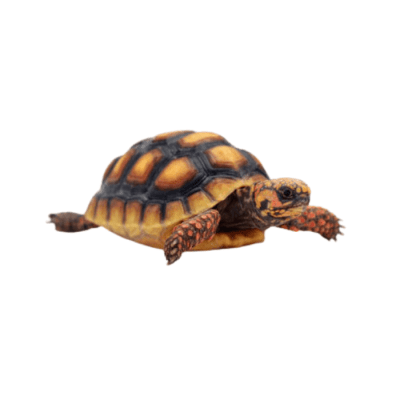 RESERVA TORTUGAS PATAS ROJAS