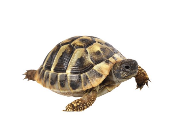 TORTUGA MEDITERRANEA (Testudo Hermanni) 12 CM1