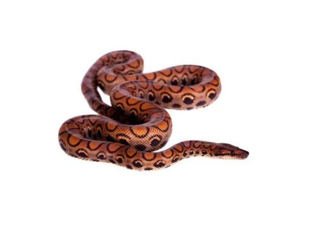 BOA AROIRIS (Epicrates cenchria)1