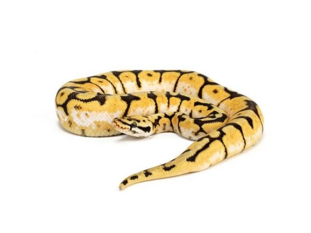 PITON BOLA BUMBLE BEE HEATT CLOW1