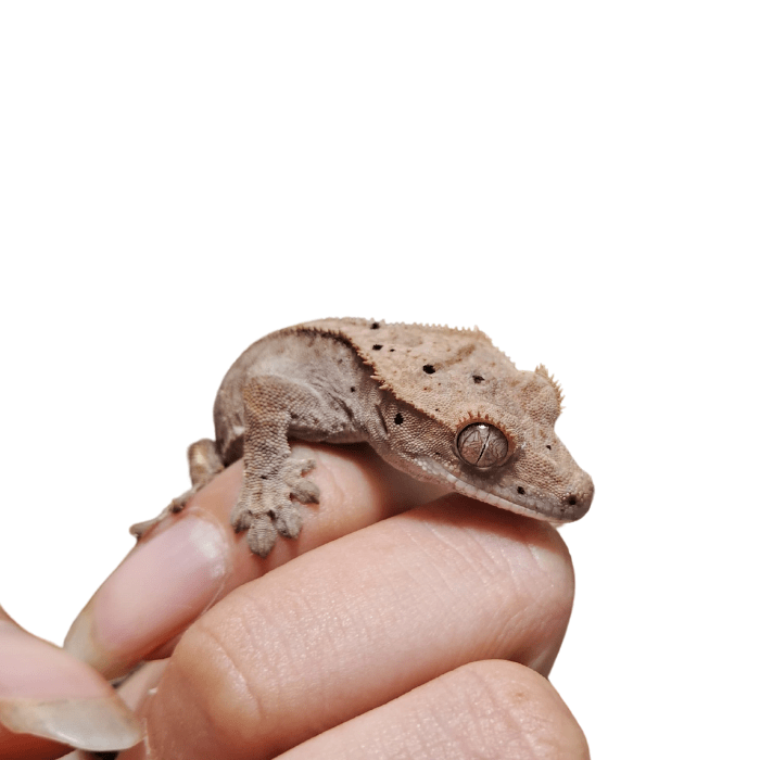 GECKO CRESTADO FASE DALMATION1
