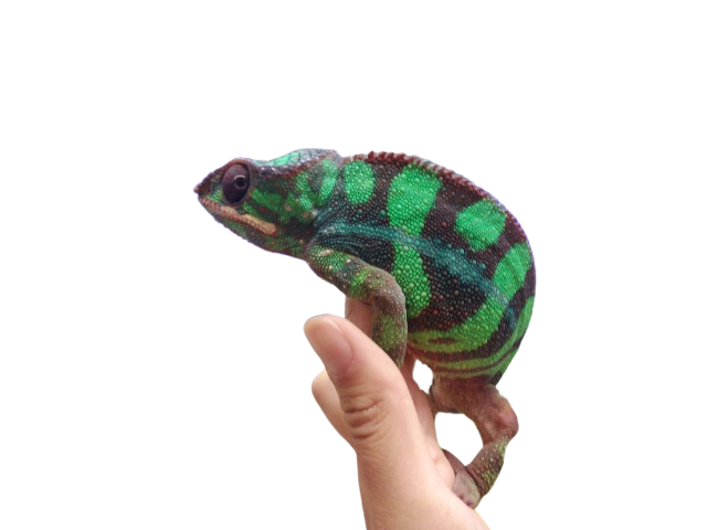 CAMALEON PANTERA (Furcifer pardalis)1