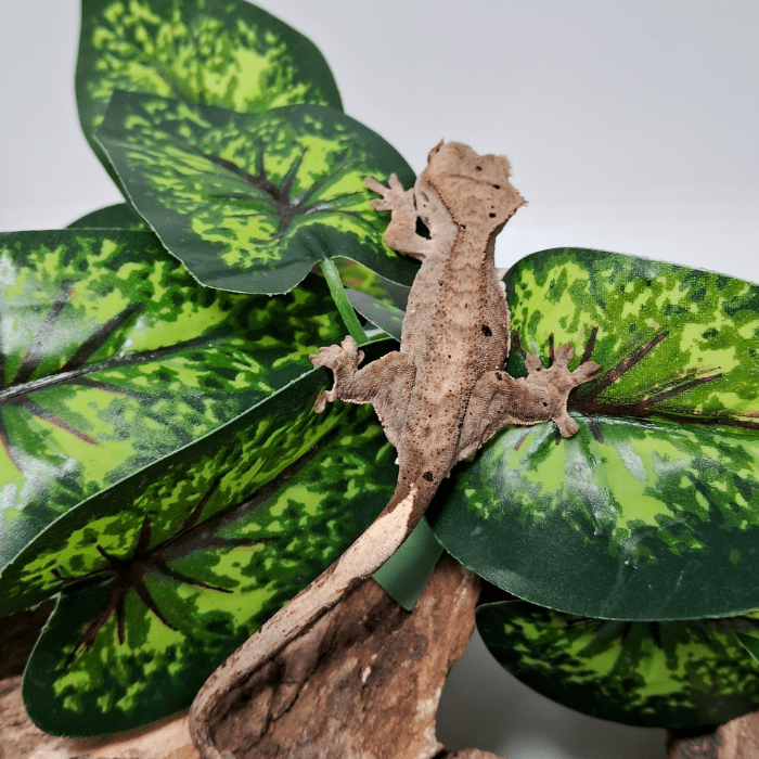 GECKO CRESTADO FASE DALMATION2