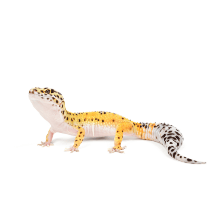 GECKO LEOPARDO NOMINAL (Eublepharis macularius)1
