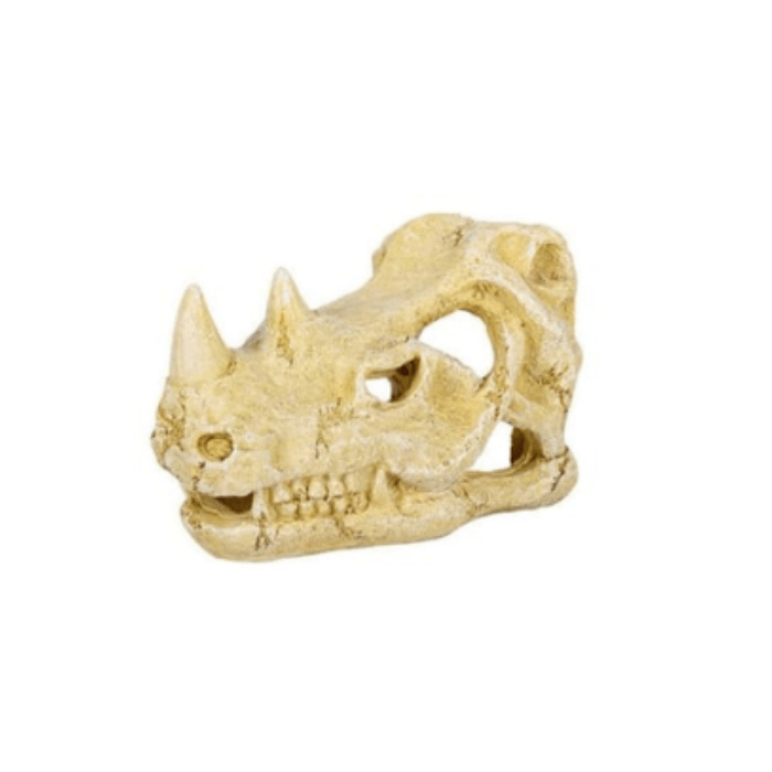 CUEVA CALAVERA DERINOCERONTE (TALLA L)1