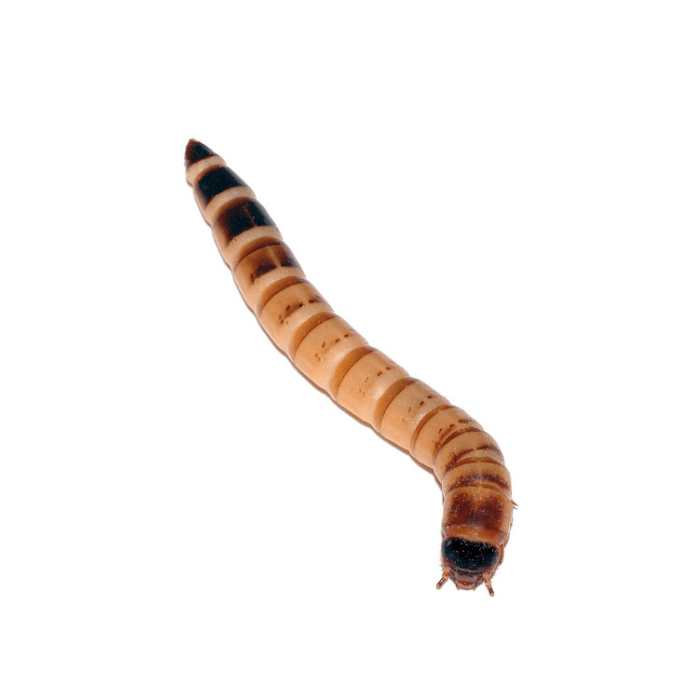 PACK ZOPHOBAS 40 UNIDADES1