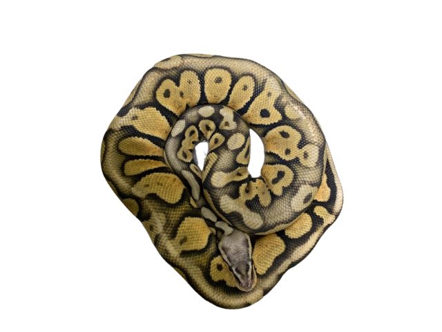 PITON BOLA SUPER PASTEL1