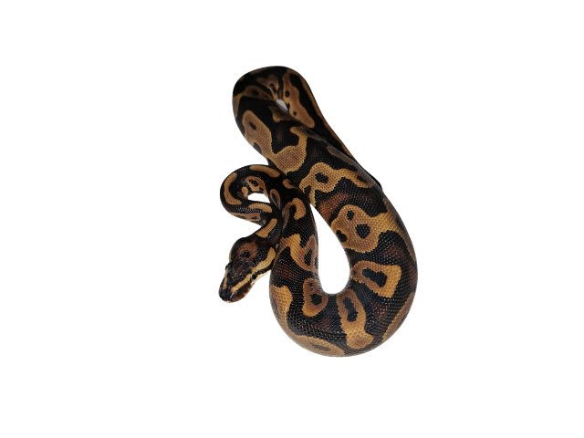 PITON BOLA GRAVEL LEOPARDO1