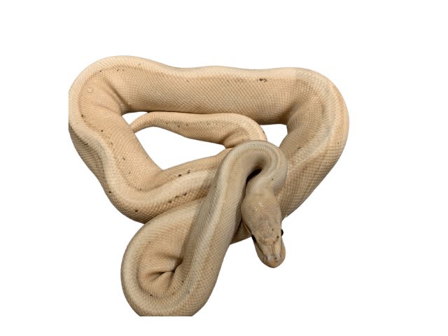 PITON BOLA BANANA G STRIPE1