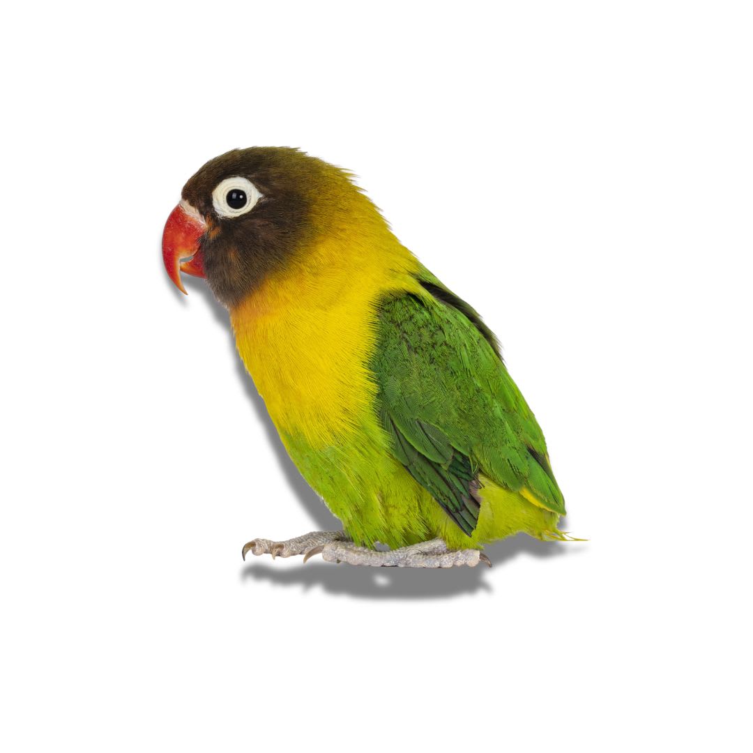 AGAPORNIS PAPILLERO (agapornis spp)1