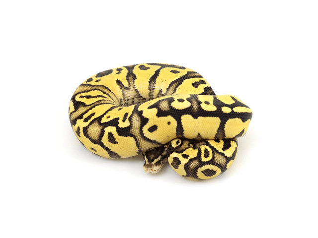 PITON BOLA PASTEL YELLOW BELLY1