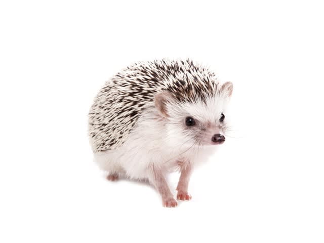 ERIZO DE TIERRA  (Atelerix albiventris)1