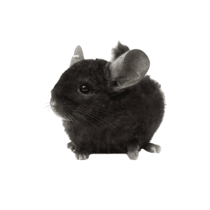 CHINCHILLA NEGRA (Chinchilla lanigera)1