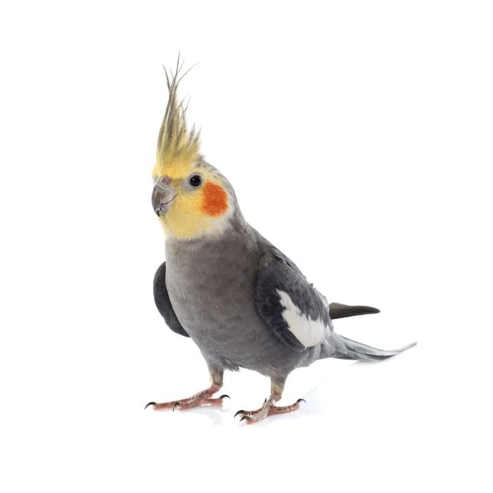 CACATUA NINFA (Nymphicus hollandicus)1