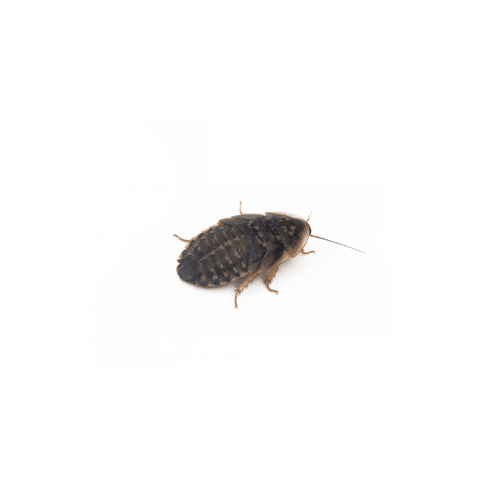 PACK MICRO DUBIAS 40 UNIDADES (PARA REPTILES BEBES O PEQUEÑOS)1