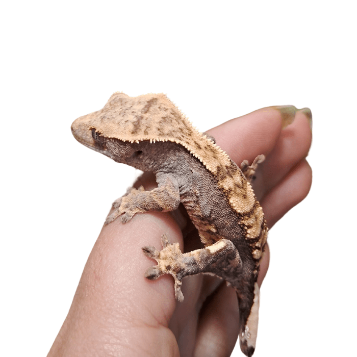 GECKO CRESTADO FASE PINESTRIPE (Correlophus ciliatus)2