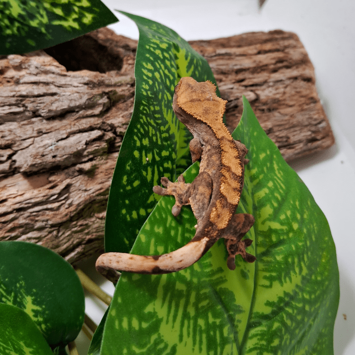 GECKO CRESTADO FASE PINESTRIPE (Correlophus ciliatus)1