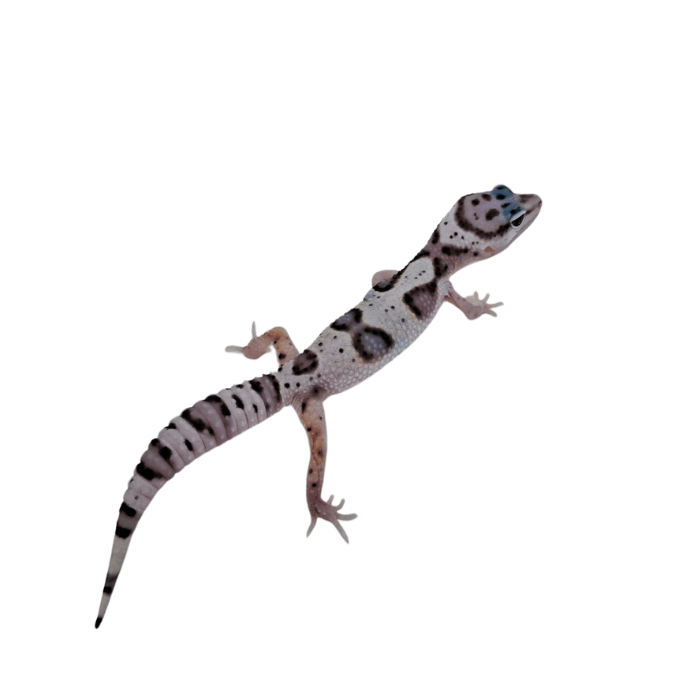 GECKO LEOPARDO MACK SNOW (Eublepharis macularius)1