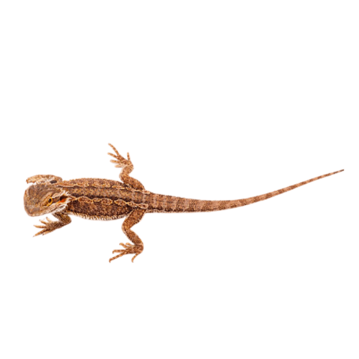 DRAGON BARBUDO RED MIX (Pogona vitticeps)1
