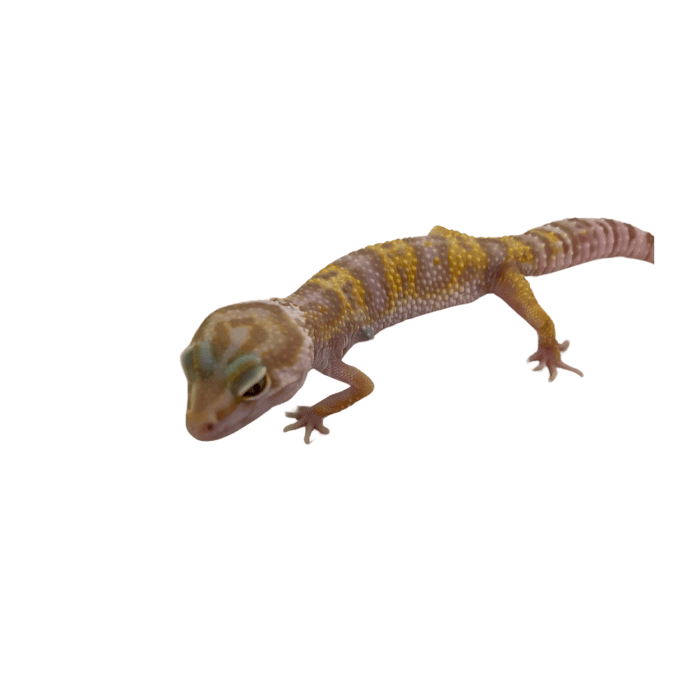 GECKO LEOPARDO BELL (Eublepharis macularius)1