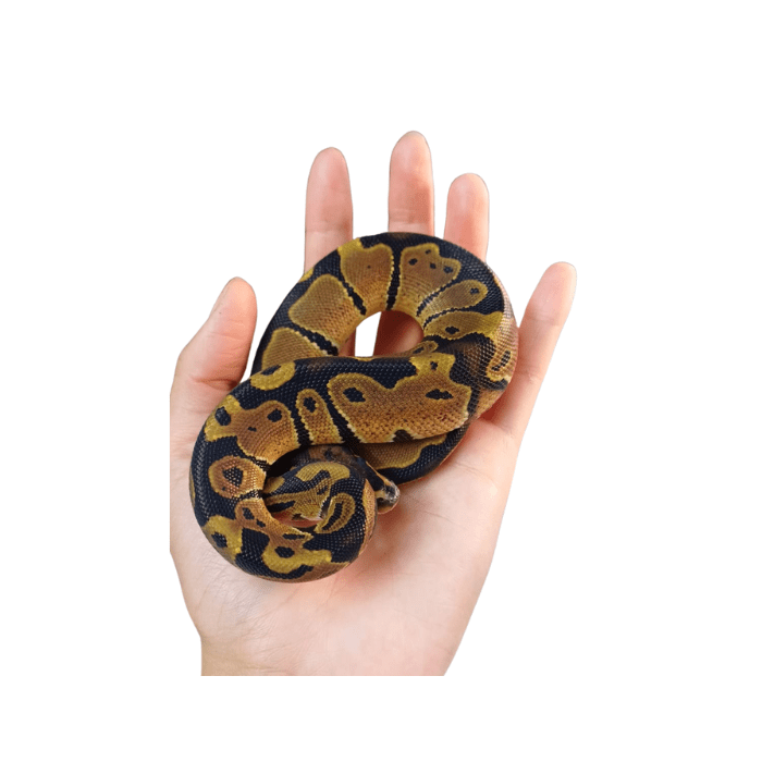PITON BOLA NOMINAL LEOPARD Python regius)1