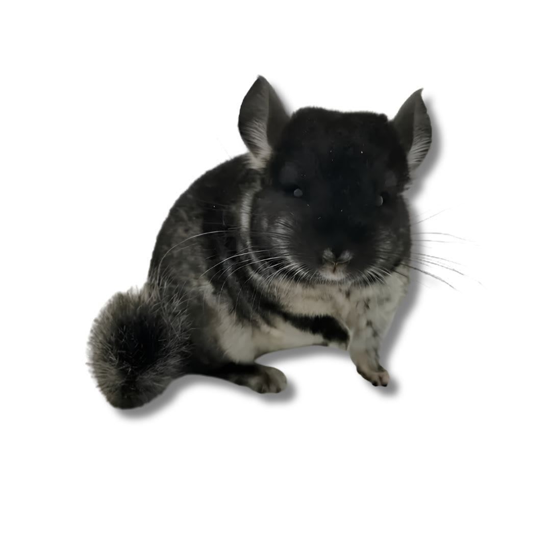 CHINCHILLA BLACK VELVET (chinchilla lanigera)1