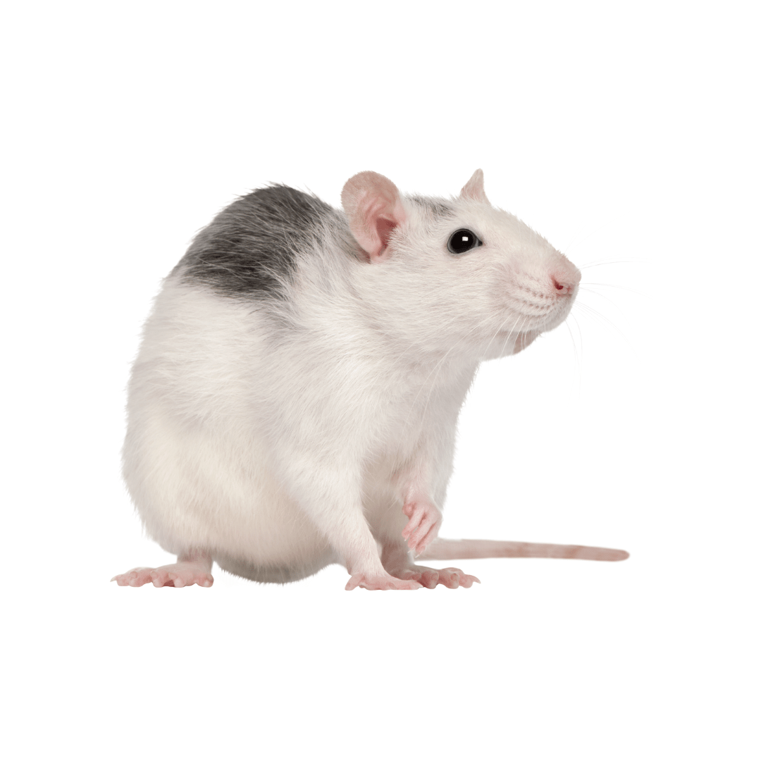 ALIMENTO PARA PITON  (RATA PEQUEÑA)1