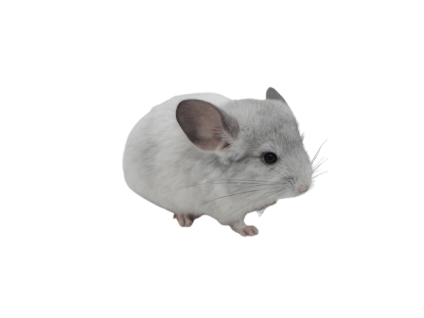 CHINCHILLA MOSAICO (Chinchilla lanigera)1