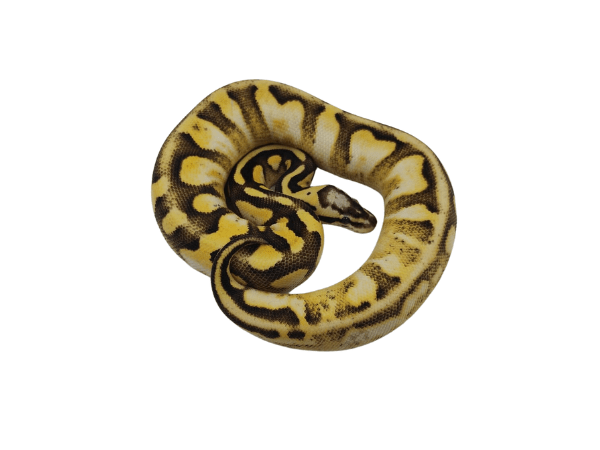 PITON BOLA PASTEL CALICO SPOTNOSE1