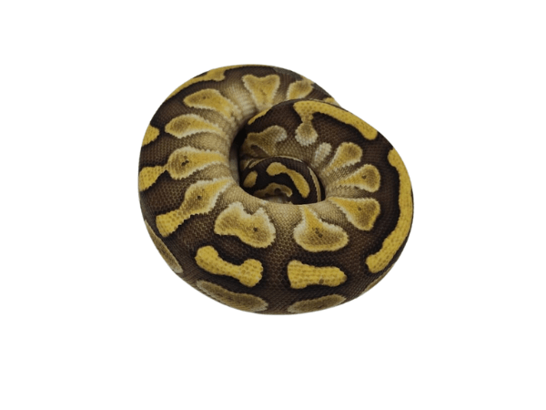 PITON BOLA LESSER1