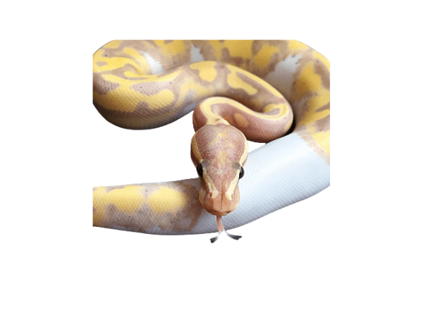 PITON BOLA BANANA PIED BALL1