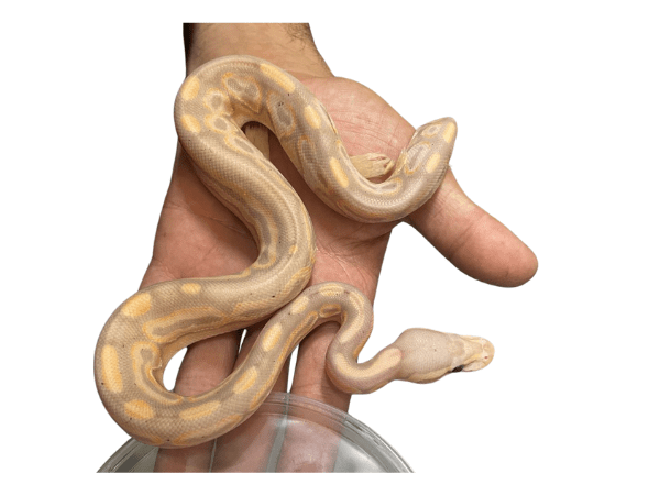 PITON BOLA BANANA CINNAMON1