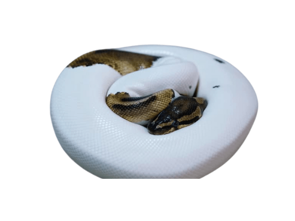 PITON BOLA HIGH WHITE PIED1