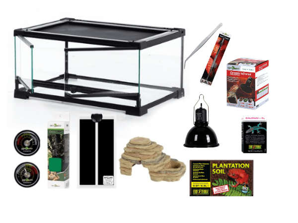 KIT GECKO LEOPARDO BEBÉ1