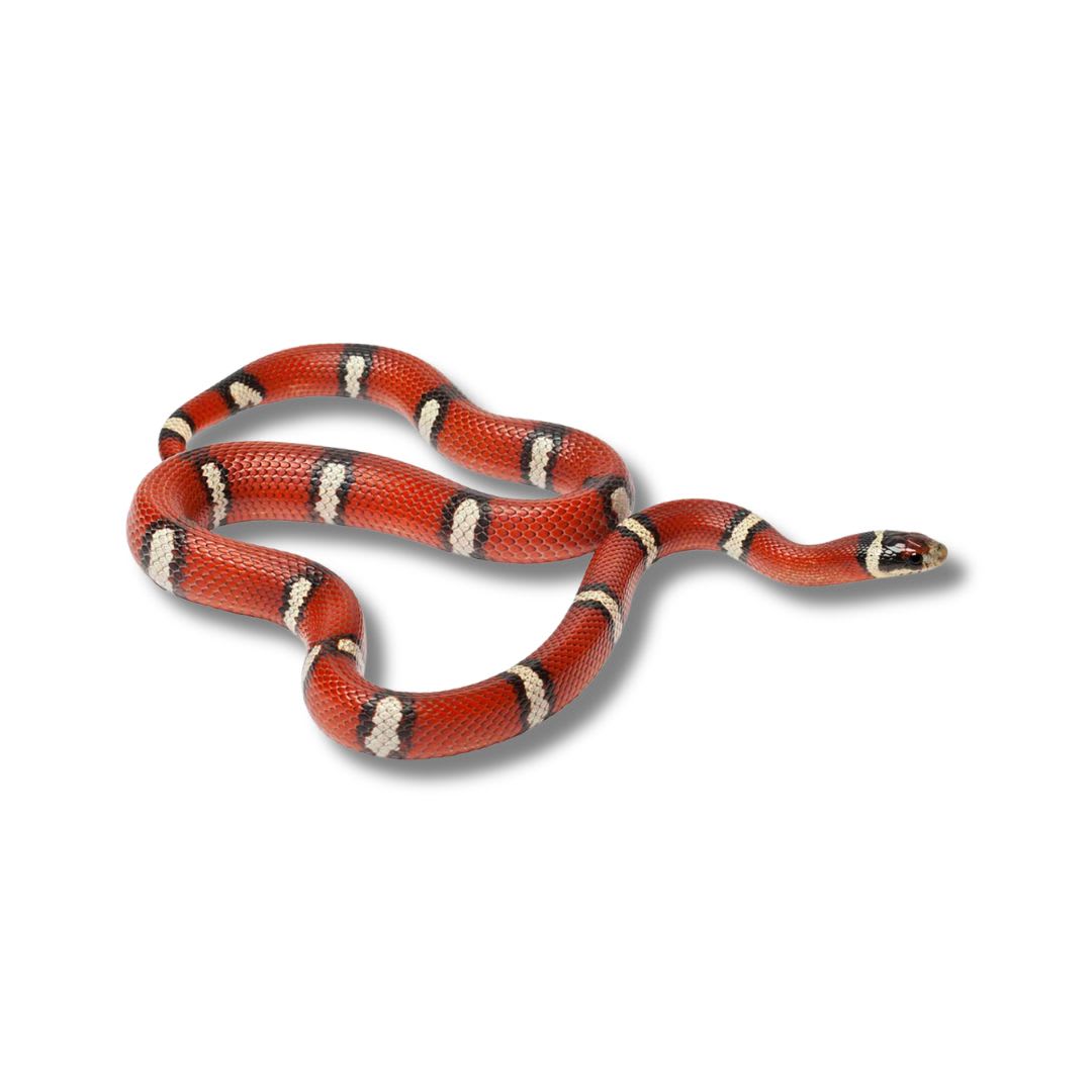 SERPIENTE FALSA CORAL (Lampropeltis triangulum)1