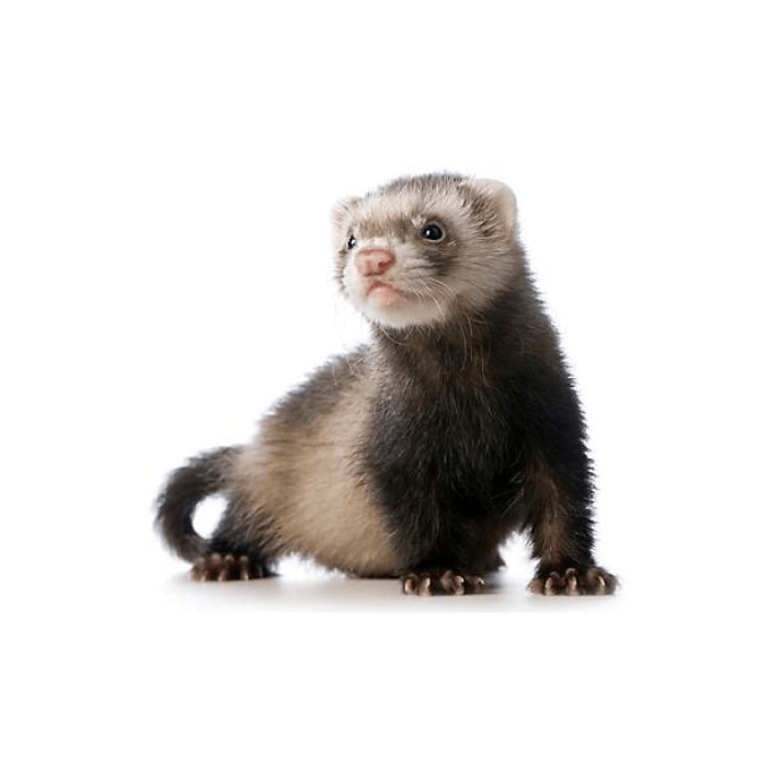 HURÓN MARSHALL (Mustela putorius furo)1