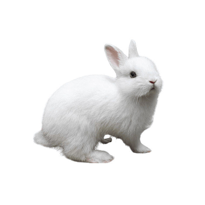CONEJO (Oryctolagus cuniculus)1