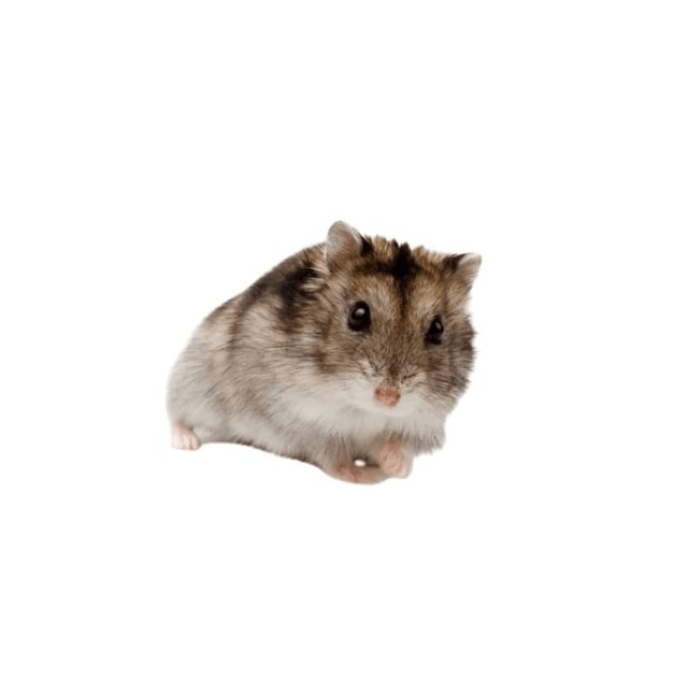 HAMSTER CHINO (Cricetulus barabensis)1