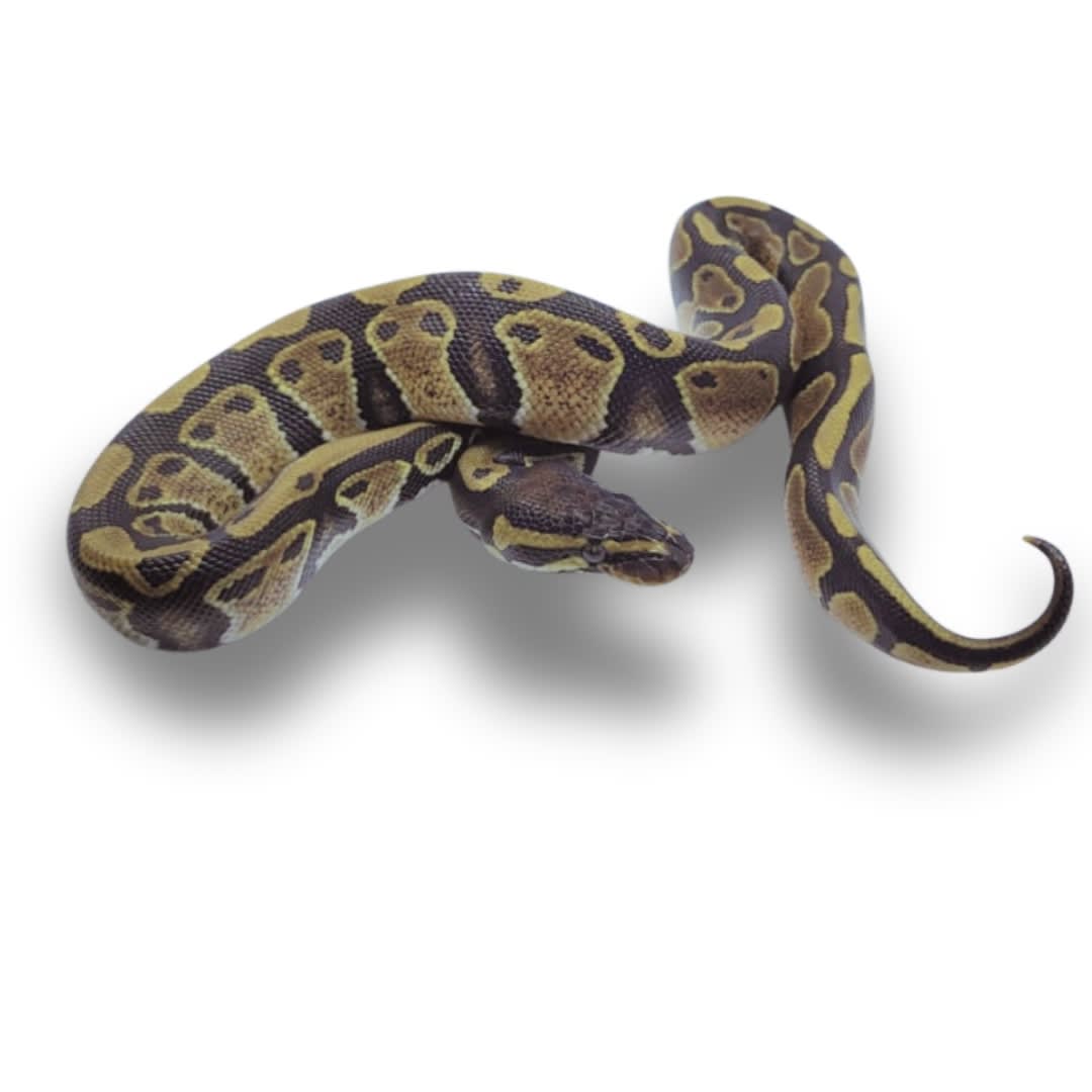 PITON BOLA NOMINAL (Python regius)1
