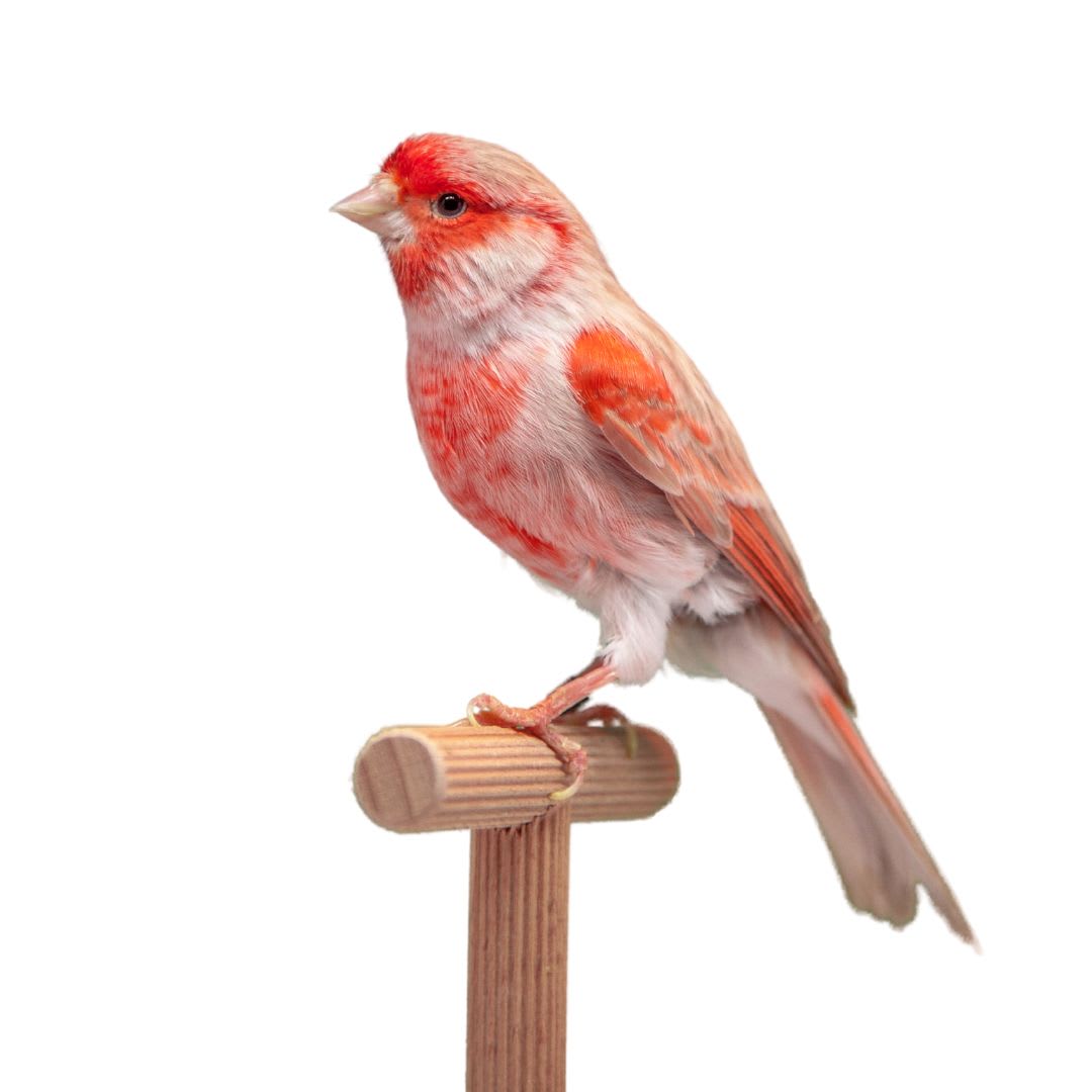 CANARIO (Serinus canaria)1