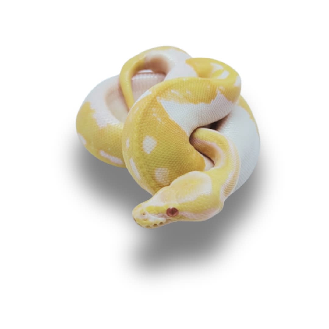 PITON BOLA ALBINA PIED BALL HEMBRA1
