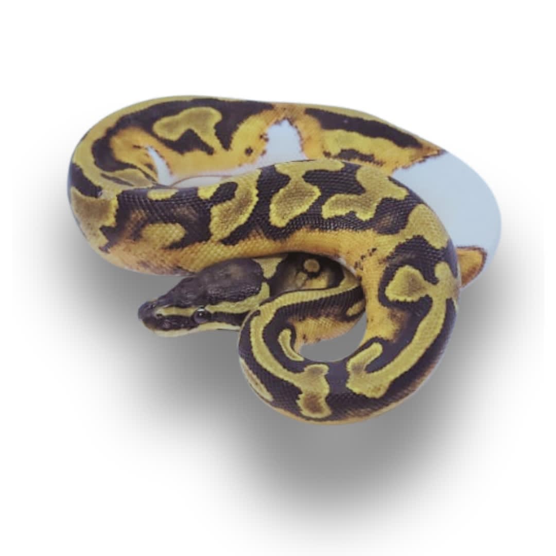 PITÓN BOLA PIED BALL1