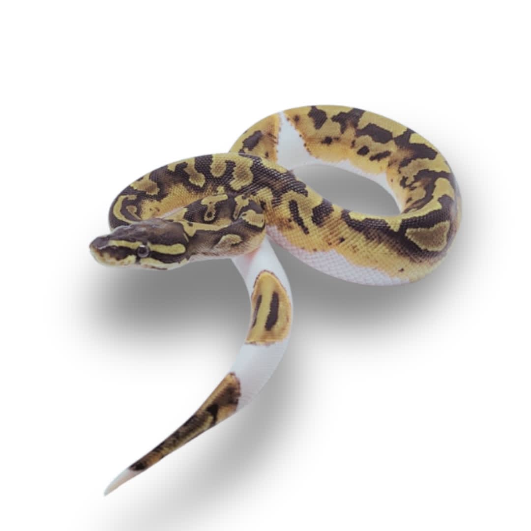 PITÓN BOLA PIED BALL2