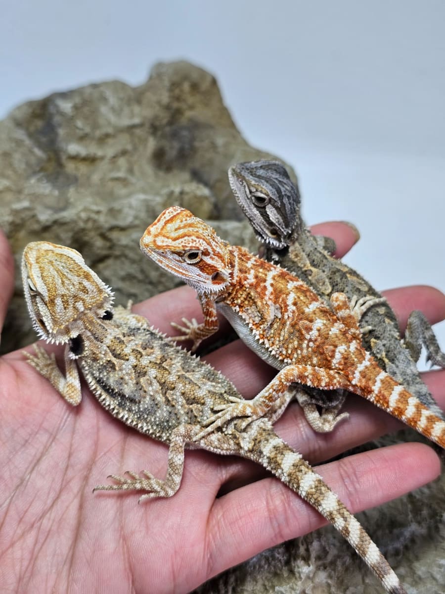 DRAGON BARBUDO SUPER RED (Pogona vitticeps)2