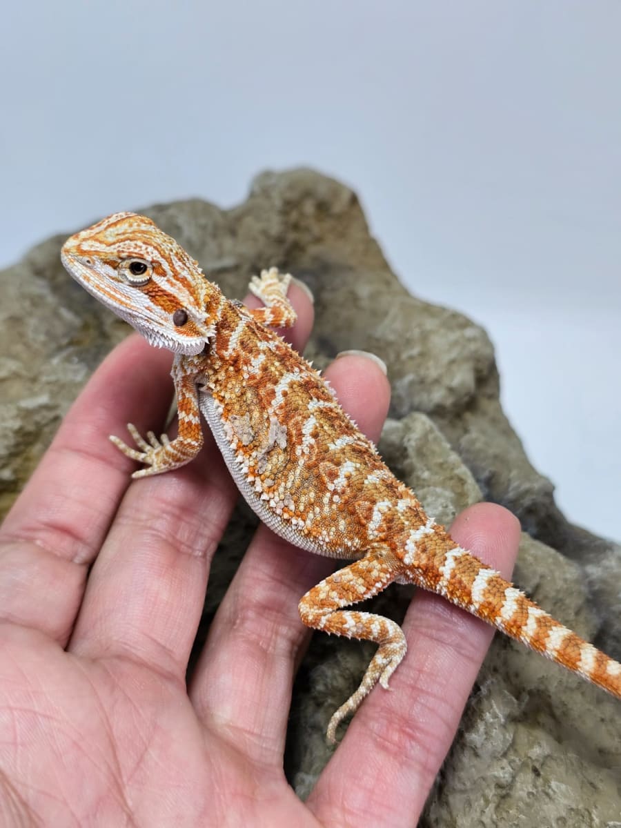 DRAGON BARBUDO SUPER RED (Pogona vitticeps)1