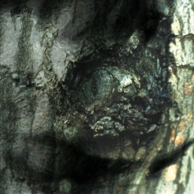 Yann Tiersen - The Waltz Of The Monsters1