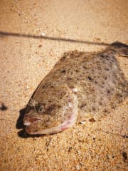 ¿Cómo elegir una caña para Lenguado, con carnada pejerrey?