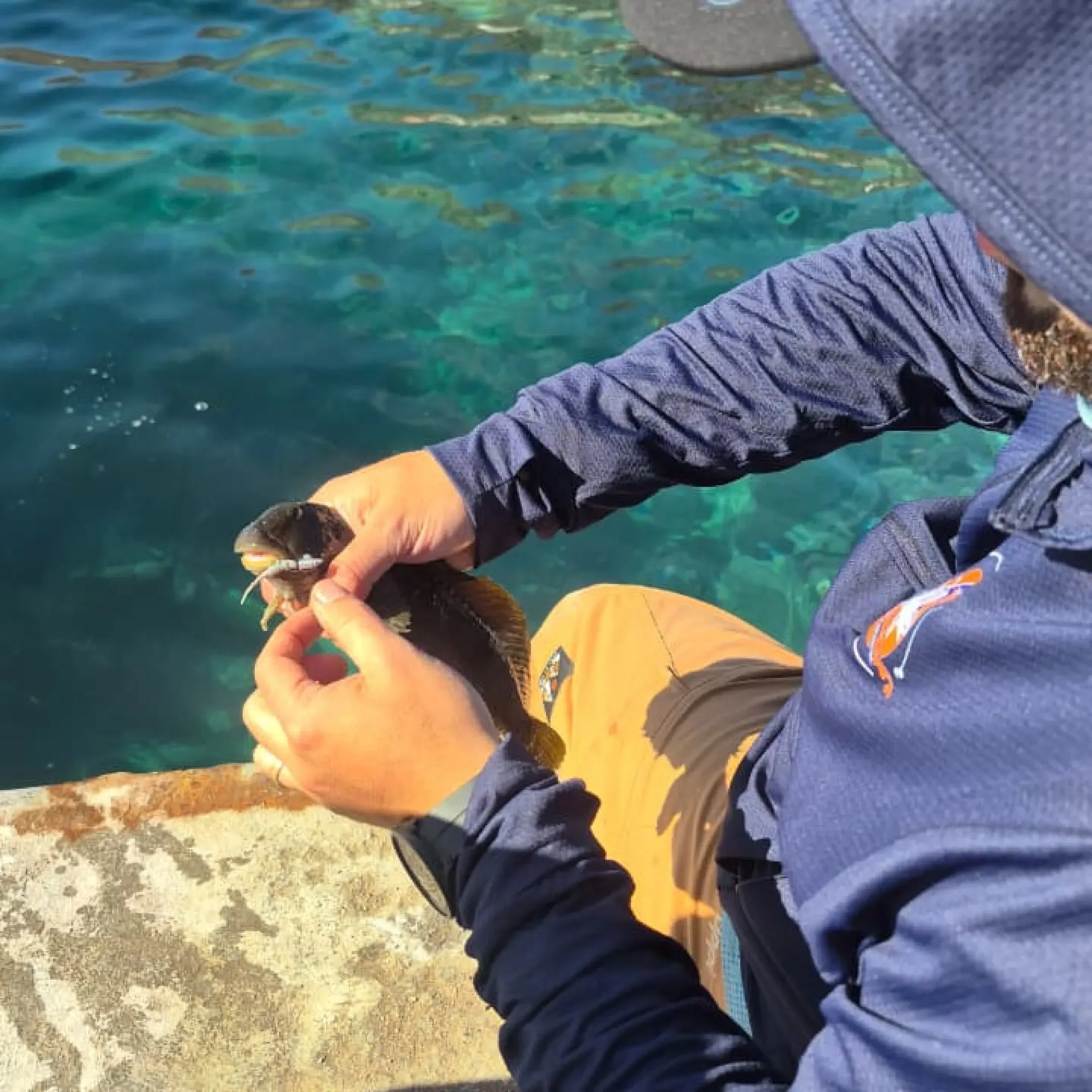 Retirando un señuelo EcoGear de un tomollo capturado en el muelle de Taltal