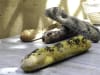Nougat - Baguette con Agregados1
